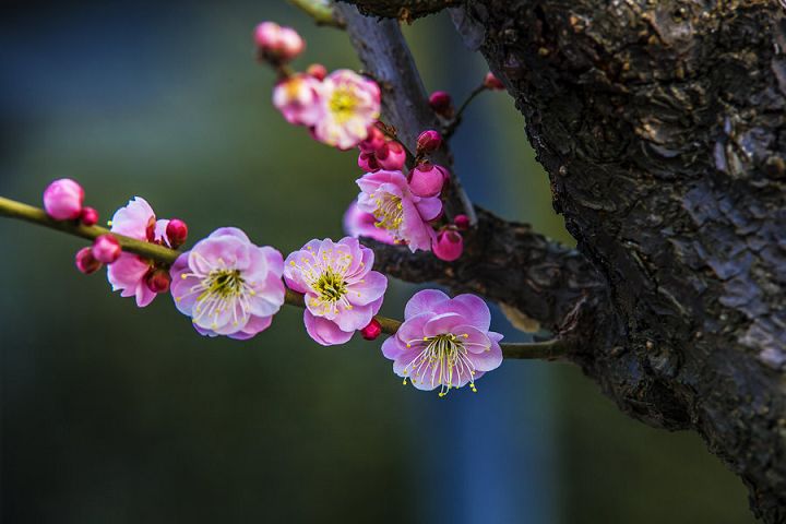 供佛菩萨感应